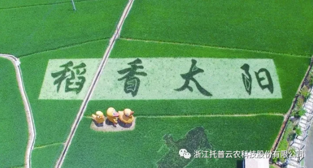 浙江臨安：竹林變稻田，農戶喜開顏